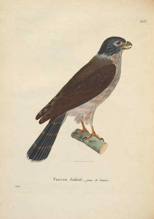 Reproducción/Reproduction 6286224824: Nouveau recueil de planches coloriées d'oiseaux A Strasbourgh ;Chez Legras Imbert et Comp.,1838