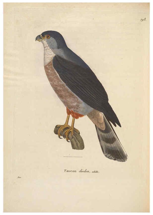 Reproducción/Reproduction 6285704373: Nouveau recueil de planches coloriées d'oiseaux A Strasbourgh ;Chez Legras Imbert et Comp.,1838