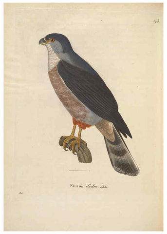 Reproducción/Reproduction 6285704373: Nouveau recueil de planches coloriées d'oiseaux A Strasbourgh ;Chez Legras Imbert et Comp.,1838