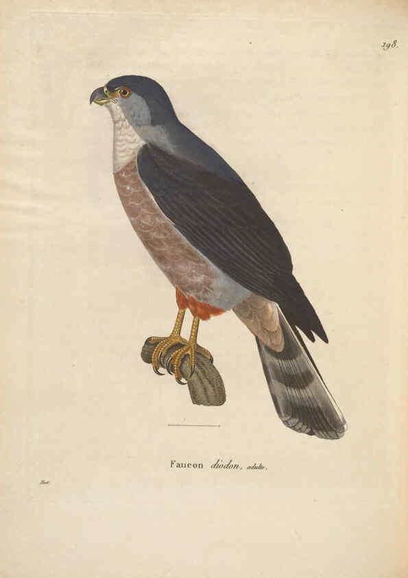 Reproducción/Reproduction 6285704373: Nouveau recueil de planches coloriées d'oiseaux A Strasbourgh ;Chez Legras Imbert et Comp.,1838