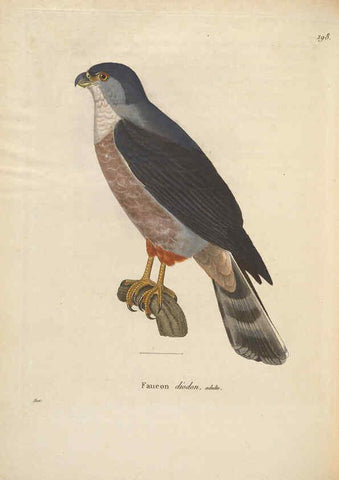 Reproducción/Reproduction 6285704373: Nouveau recueil de planches coloriées d'oiseaux A Strasbourgh ;Chez Legras Imbert et Comp.,1838