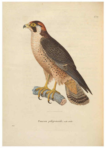 Reproducción/Reproduction 6286225270: Nouveau recueil de planches coloriées d'oiseaux A Strasbourgh ;Chez Legras Imbert et Comp.,1838