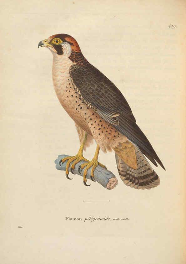 Reproducción/Reproduction 6286225270: Nouveau recueil de planches coloriées d'oiseaux A Strasbourgh ;Chez Legras Imbert et Comp.,1838