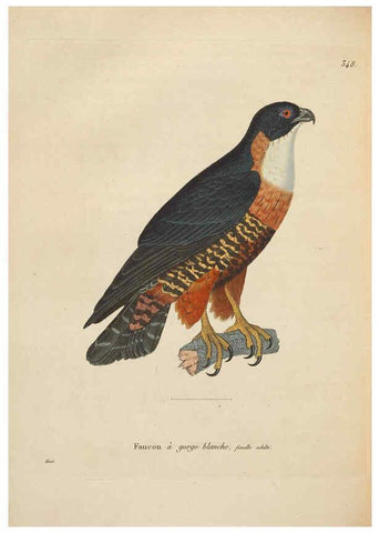 Reproducción/Reproduction 6285704781: Nouveau recueil de planches coloriées d'oiseaux A Strasbourgh ;Chez Legras Imbert et Comp.,1838