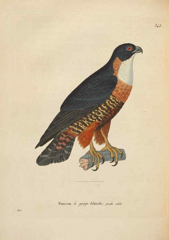 Reproducción/Reproduction 6285704781: Nouveau recueil de planches coloriées d'oiseaux A Strasbourgh ;Chez Legras Imbert et Comp.,1838