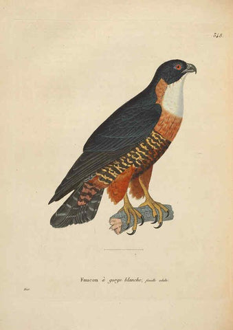 Reproducción/Reproduction 6285704781: Nouveau recueil de planches coloriées d'oiseaux A Strasbourgh ;Chez Legras Imbert et Comp.,1838