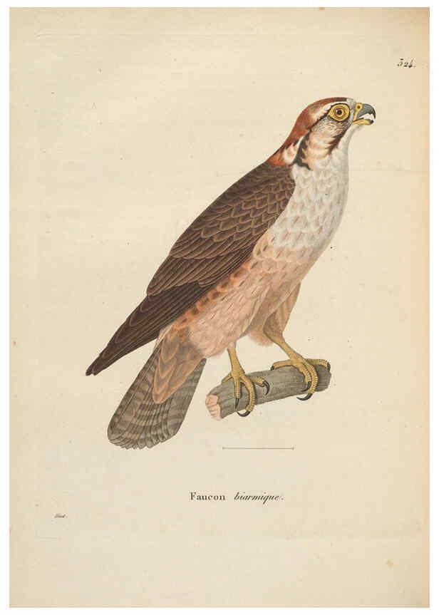 Reproducción/Reproduction 6286225598: Nouveau recueil de planches coloriées d'oiseaux A Strasbourgh ;Chez Legras Imbert et Comp.,1838
