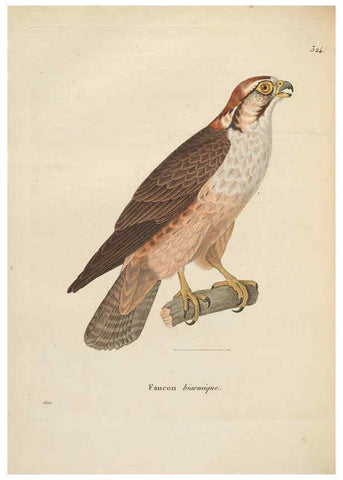 Reproducción/Reproduction 6286225598: Nouveau recueil de planches coloriées d'oiseaux A Strasbourgh ;Chez Legras Imbert et Comp.,1838