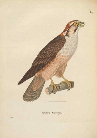 Reproducción/Reproduction 6286225598: Nouveau recueil de planches coloriées d'oiseaux A Strasbourgh ;Chez Legras Imbert et Comp.,1838