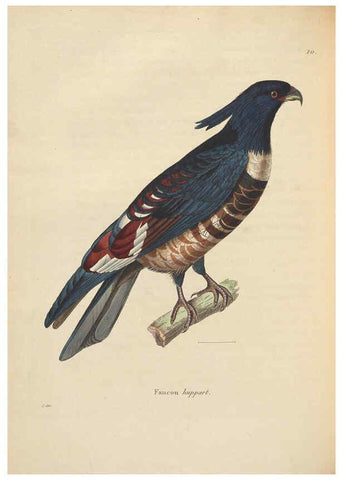 Reproducción/Reproduction 6286225792: Nouveau recueil de planches coloriées d'oiseaux A Strasbourgh ;Chez Legras Imbert et Comp.,1838