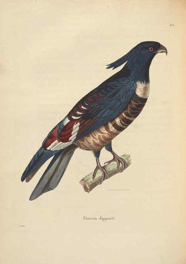 Reproducción/Reproduction 6286225792: Nouveau recueil de planches coloriées d'oiseaux A Strasbourgh ;Chez Legras Imbert et Comp.,1838