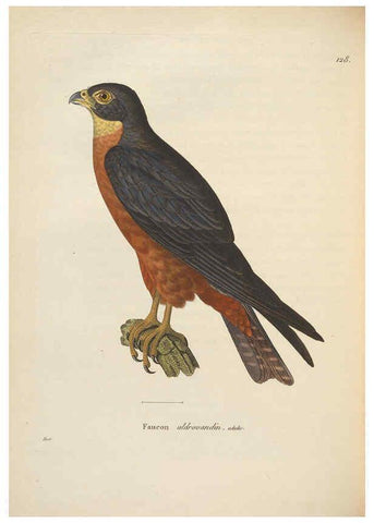 Reproducción/Reproduction 6286225946: Nouveau recueil de planches coloriées d'oiseaux A Strasbourgh ;Chez Legras Imbert et Comp.,1838