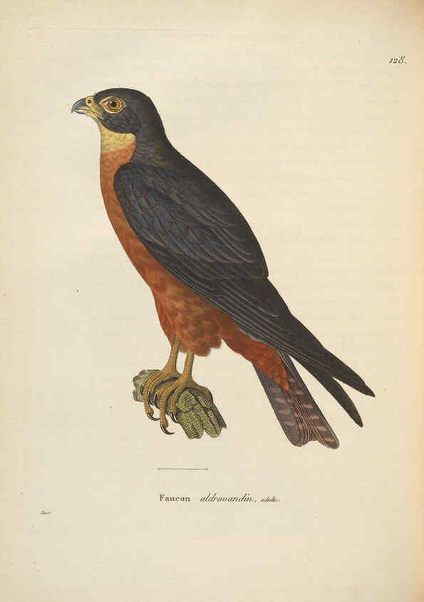 Reproducción/Reproduction 6286225946: Nouveau recueil de planches coloriées d'oiseaux A Strasbourgh ;Chez Legras Imbert et Comp.,1838