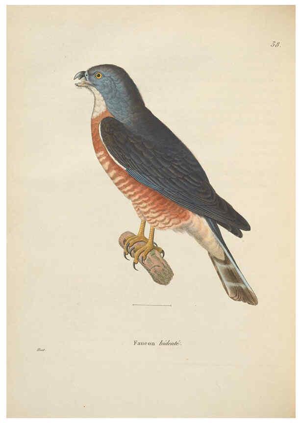 Reproducción/Reproduction 6286224676: Nouveau recueil de planches coloriées d'oiseaux A Strasbourgh ;Chez Legras Imbert et Comp.,1838