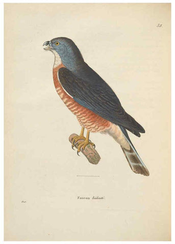 Reproducción/Reproduction 6286224676: Nouveau recueil de planches coloriées d'oiseaux A Strasbourgh ;Chez Legras Imbert et Comp.,1838