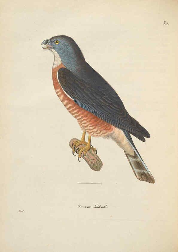 Reproducción/Reproduction 6286224676: Nouveau recueil de planches coloriées d'oiseaux A Strasbourgh ;Chez Legras Imbert et Comp.,1838