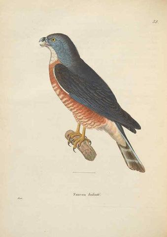 Reproducción/Reproduction 6286224676: Nouveau recueil de planches coloriées d'oiseaux A Strasbourgh ;Chez Legras Imbert et Comp.,1838