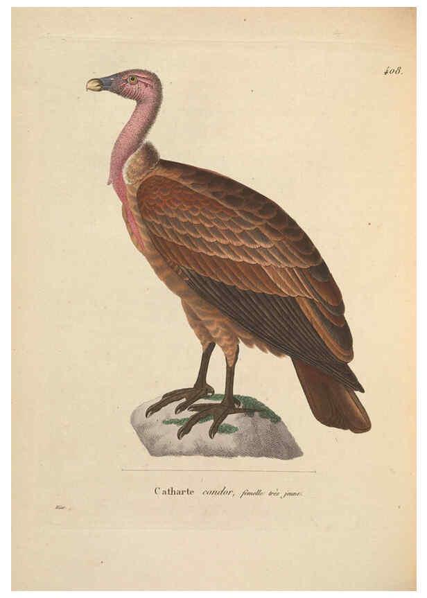 Reproducción/Reproduction 6286223202: Nouveau recueil de planches coloriées d'oiseaux A Strasbourgh ;Chez Legras Imbert et Comp.,1838