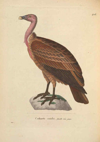 Reproducción/Reproduction 6286223202: Nouveau recueil de planches coloriées d'oiseaux A Strasbourgh ;Chez Legras Imbert et Comp.,1838