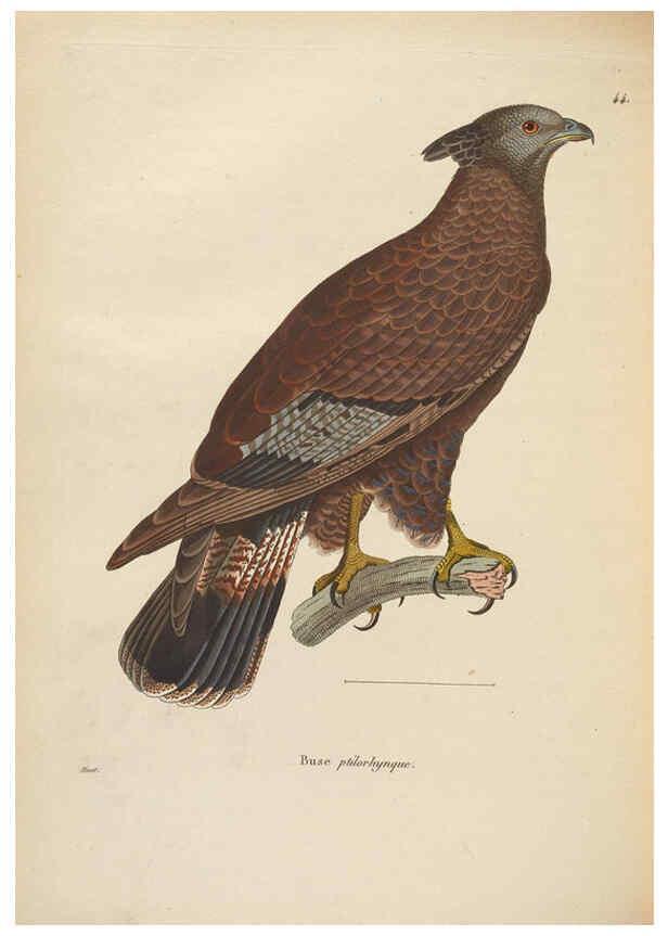 Reproducción/Reproduction 6285708821: Nouveau recueil de planches coloriées d'oiseaux A Strasbourgh ;Chez Legras Imbert et Comp.,1838