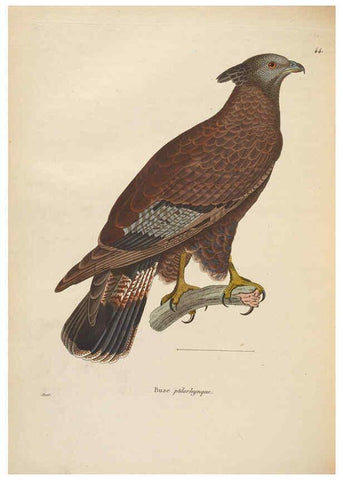 Reproducción/Reproduction 6285708821: Nouveau recueil de planches coloriées d'oiseaux A Strasbourgh ;Chez Legras Imbert et Comp.,1838