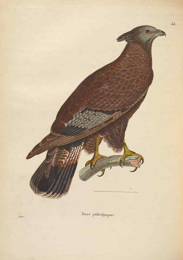 Reproducción/Reproduction 6285708821: Nouveau recueil de planches coloriées d'oiseaux A Strasbourgh ;Chez Legras Imbert et Comp.,1838
