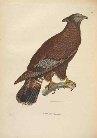 Reproducción/Reproduction 6285708821: Nouveau recueil de planches coloriées d'oiseaux A Strasbourgh ;Chez Legras Imbert et Comp.,1838