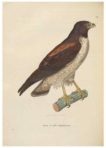 Reproducción/Reproduction 6285709063: Nouveau recueil de planches coloriées d'oiseaux A Strasbourgh ;Chez Legras Imbert et Comp.,1838