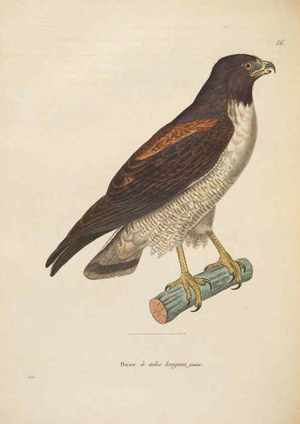 Reproducción/Reproduction 6285709063: Nouveau recueil de planches coloriées d'oiseaux A Strasbourgh ;Chez Legras Imbert et Comp.,1838