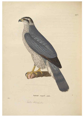 Reproducción/Reproduction 6286233444: Nouveau recueil de planches coloriées d'oiseaux A Strasbourgh ;Chez Legras Imbert et Comp.,1838