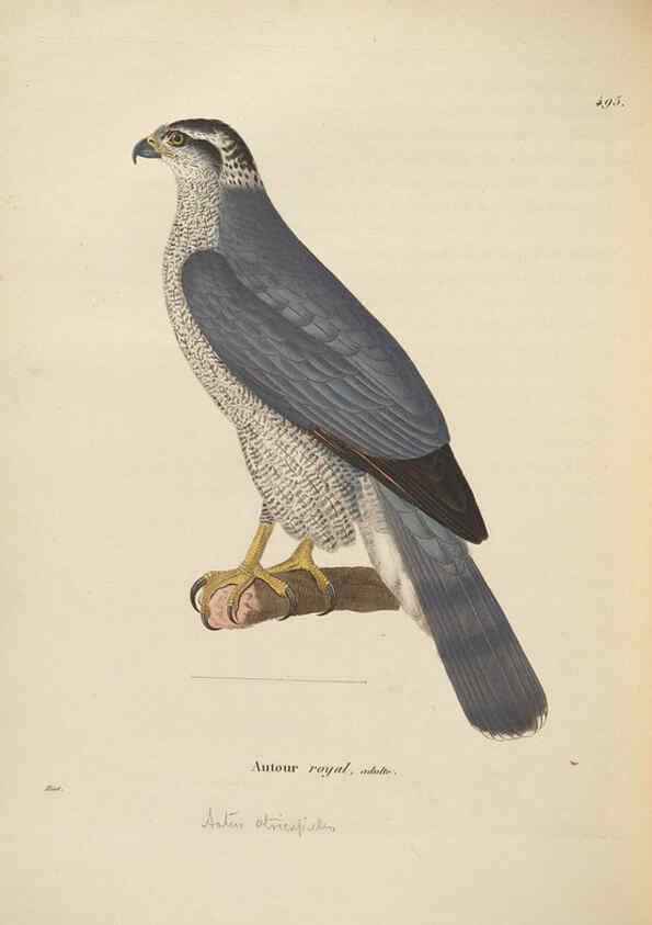 Reproducción/Reproduction 6286233444: Nouveau recueil de planches coloriées d'oiseaux A Strasbourgh ;Chez Legras Imbert et Comp.,1838