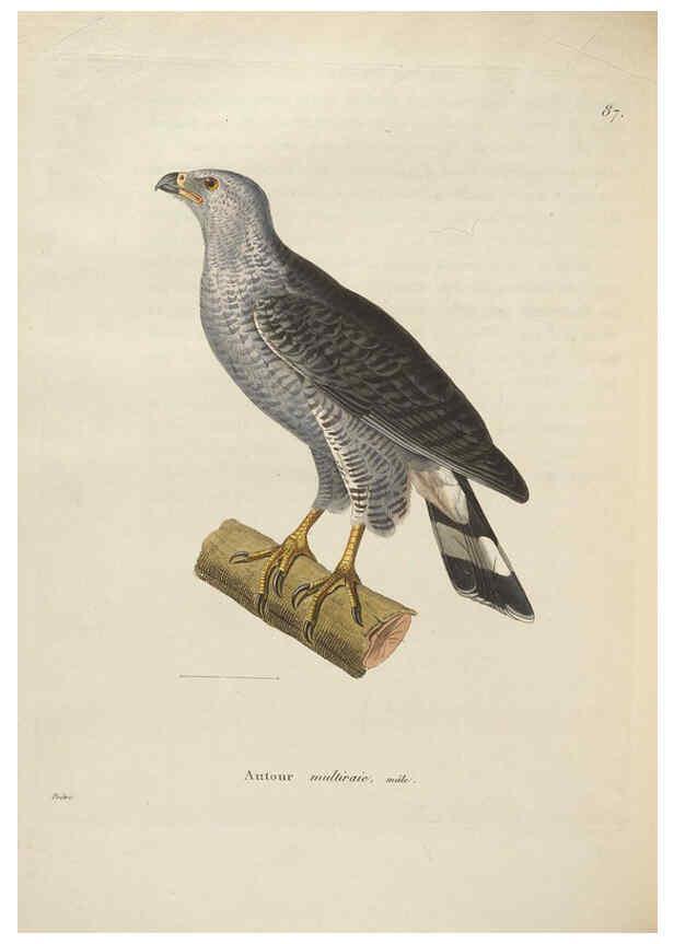 Reproducción/Reproduction 6285712703: Nouveau recueil de planches coloriées d'oiseaux A Strasbourgh ;Chez Legras Imbert et Comp.,1838