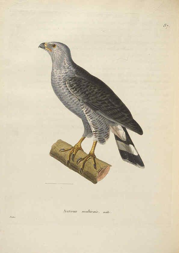 Reproducción/Reproduction 6285712703: Nouveau recueil de planches coloriées d'oiseaux A Strasbourgh ;Chez Legras Imbert et Comp.,1838