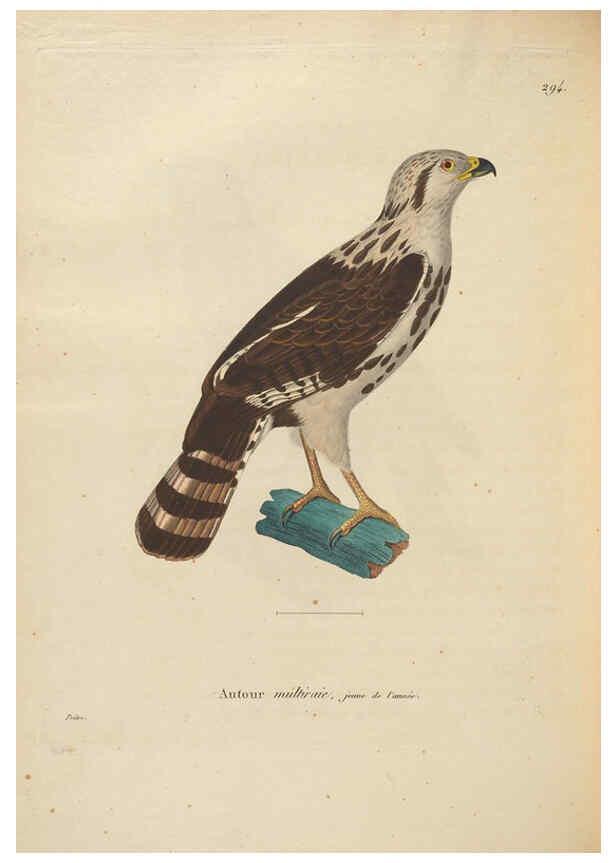 Reproducción/Reproduction 6286233738: Nouveau recueil de planches coloriées d'oiseaux A Strasbourgh ;Chez Legras Imbert et Comp.,1838