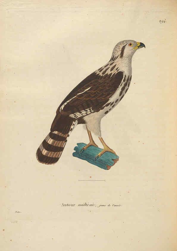 Reproducción/Reproduction 6286233738: Nouveau recueil de planches coloriées d'oiseaux A Strasbourgh ;Chez Legras Imbert et Comp.,1838