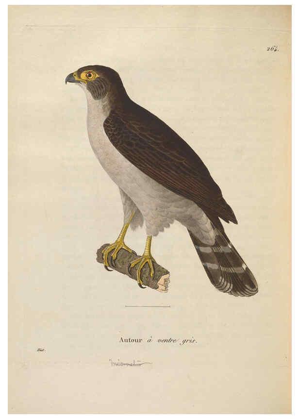 Reproducción/Reproduction 6286233958: Nouveau recueil de planches coloriées d'oiseaux A Strasbourgh ;Chez Legras Imbert et Comp.,1838