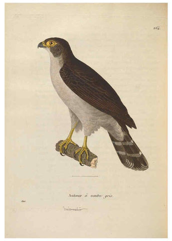 Reproducción/Reproduction 6286233958: Nouveau recueil de planches coloriées d'oiseaux A Strasbourgh ;Chez Legras Imbert et Comp.,1838