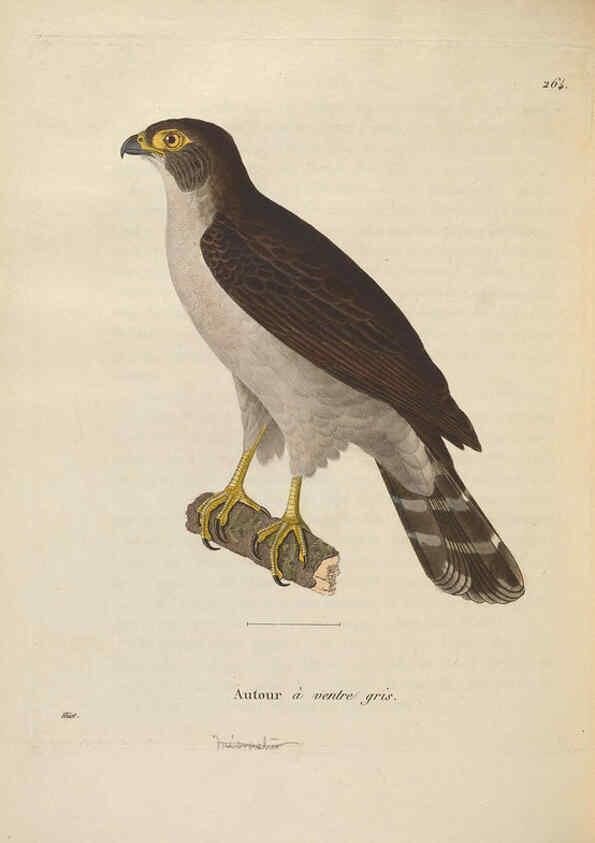 Reproducción/Reproduction 6286233958: Nouveau recueil de planches coloriées d'oiseaux A Strasbourgh ;Chez Legras Imbert et Comp.,1838