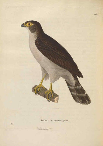 Reproducción/Reproduction 6286233958: Nouveau recueil de planches coloriées d'oiseaux A Strasbourgh ;Chez Legras Imbert et Comp.,1838