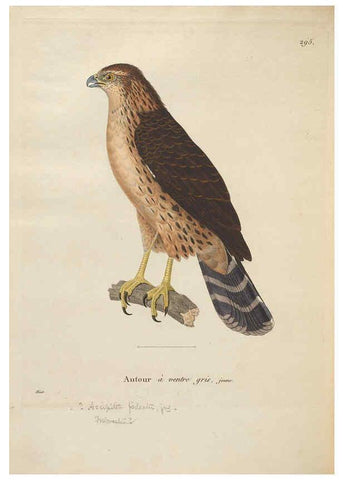 Reproducción/Reproduction 6285713227: Nouveau recueil de planches coloriées d'oiseaux A Strasbourgh ;Chez Legras Imbert et Comp.,1838