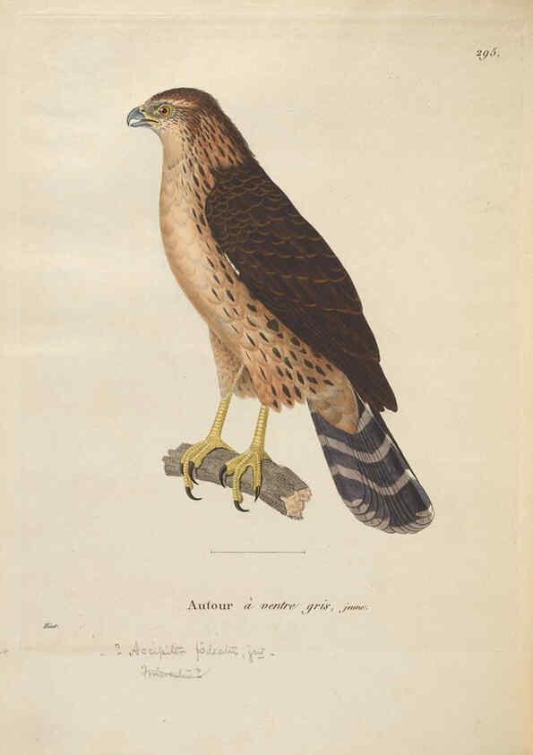 Reproducción/Reproduction 6285713227: Nouveau recueil de planches coloriées d'oiseaux A Strasbourgh ;Chez Legras Imbert et Comp.,1838