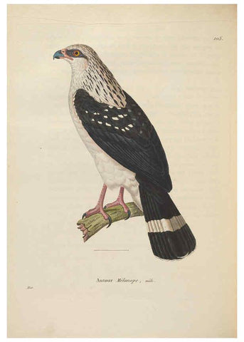 Reproducción/Reproduction 6286234264: Nouveau recueil de planches coloriées d'oiseaux A Strasbourgh ;Chez Legras Imbert et Comp.,1838