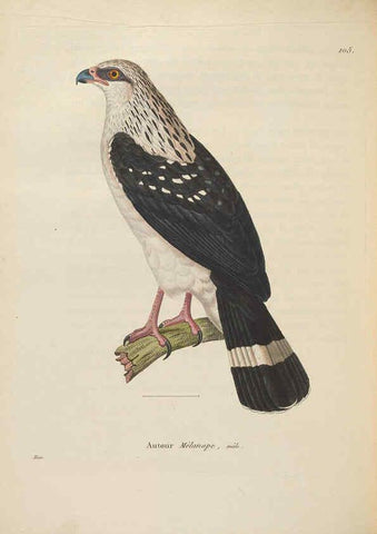 Reproducción/Reproduction 6286234264: Nouveau recueil de planches coloriées d'oiseaux A Strasbourgh ;Chez Legras Imbert et Comp.,1838