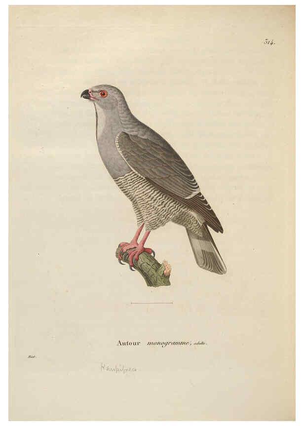 Reproducción/Reproduction 6286234426: Nouveau recueil de planches coloriées d'oiseaux A Strasbourgh ;Chez Legras Imbert et Comp.,1838
