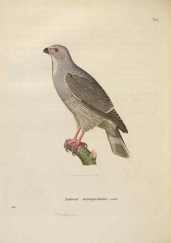 Reproducción/Reproduction 6286234426: Nouveau recueil de planches coloriées d'oiseaux A Strasbourgh ;Chez Legras Imbert et Comp.,1838