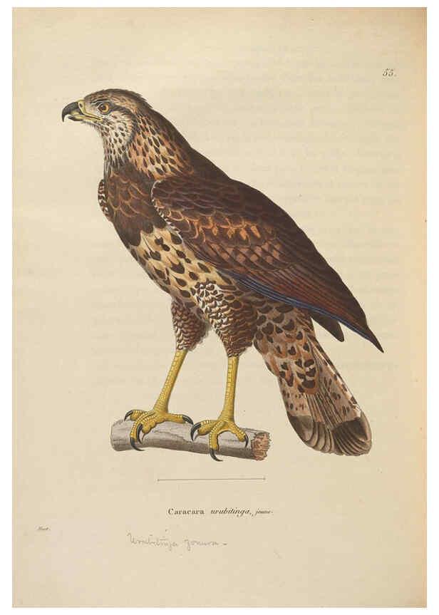 Reproducción/Reproduction 6285713679: Nouveau recueil de planches coloriées d'oiseaux A Strasbourgh ;Chez Legras Imbert et Comp.,1838