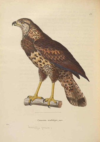 Reproducción/Reproduction 6285713679: Nouveau recueil de planches coloriées d'oiseaux A Strasbourgh ;Chez Legras Imbert et Comp.,1838
