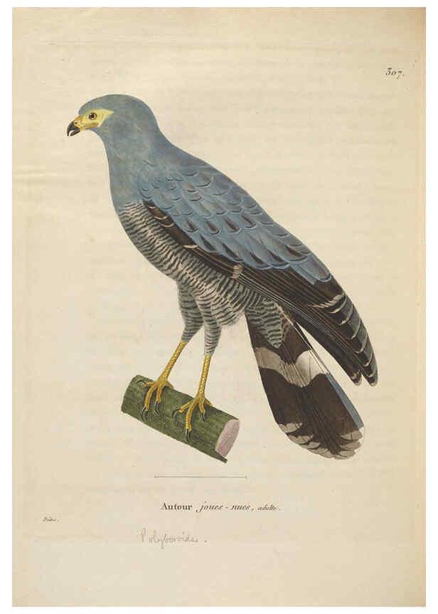 Reproducción/Reproduction 6286234864: Nouveau recueil de planches coloriées d'oiseaux A Strasbourgh ;Chez Legras Imbert et Comp.,1838