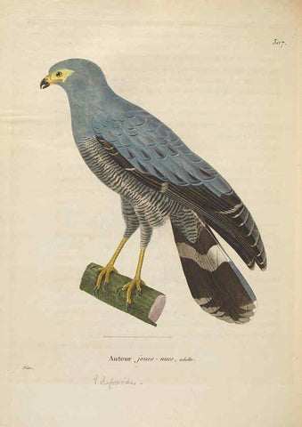Reproducción/Reproduction 6286234864: Nouveau recueil de planches coloriées d'oiseaux A Strasbourgh ;Chez Legras Imbert et Comp.,1838