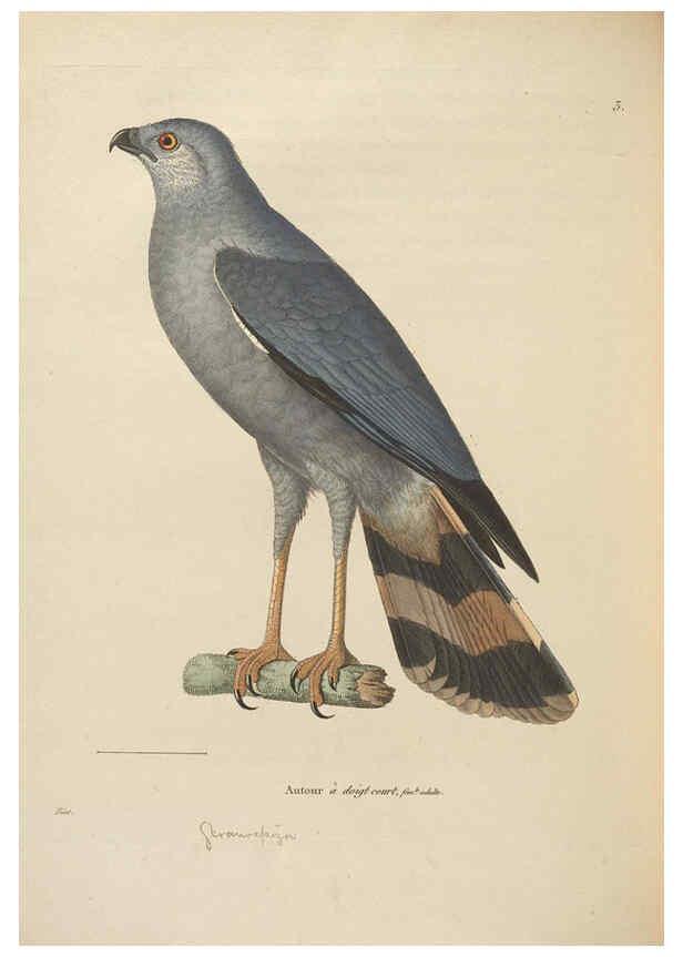 Reproducción/Reproduction 6285714043: Nouveau recueil de planches coloriées d'oiseaux A Strasbourgh ;Chez Legras Imbert et Comp.,1838